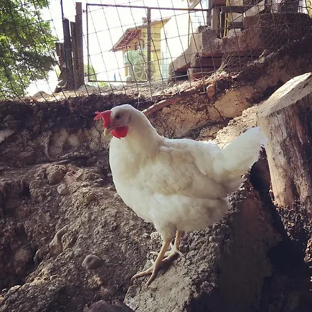 Séjour à la ferme Podere Casanova *