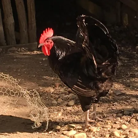 Séjour à la ferme Podere Casanova *